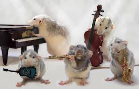 Ratten sind auch nur Menschen